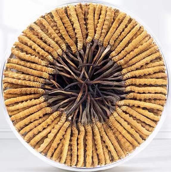 神农架冬虫夏草回收